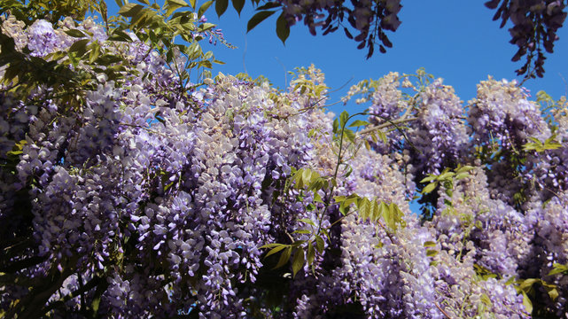 Crabapples  blossom purple wisteria  with young leaves and blue sky springtime in europe