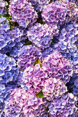 Obraz premium Full frame close up display of Hydrangea flowers