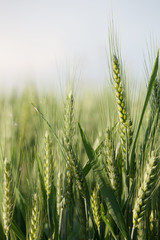 close up on green wheat ears on late spring