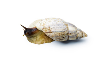 Giant african snail isolated on white background