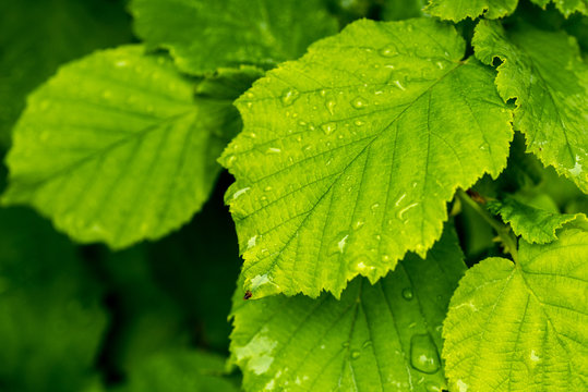 Raindrops on hazelnut leaves