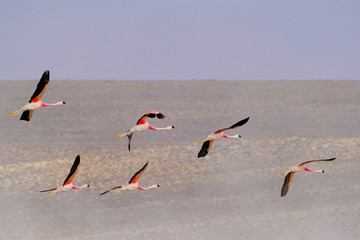 Fototapeta premium Flying Chile Flamingos, Phoenicopterus Chilensis, Surire Lagoon Salt Lake Natural Monument, Arica, Chile