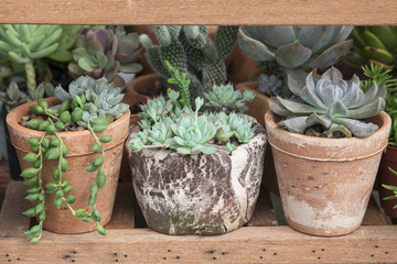 Mix Types of Echeveria ,Pearl String Succulent Houseplant Clay Pot on Wooden shelf
