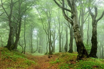 Naklejka premium Foggy Natural Forest of Gnarled Beech Trees