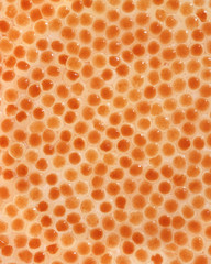 イクラ（魚卵）