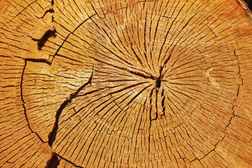 Cut tree trunk ring texture