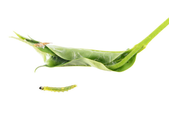 Green leaf of European privet (Ligustrum vulgare), rolled in tubule and caterpillar of Archips rosana or rose tortrix isolated on white background