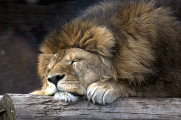 Fototapeta premium sleeping lion