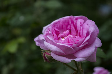 Beautiful blooming tea rose. Macro shot.