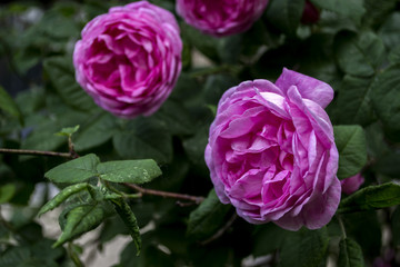 Beautiful blooming tea rose. Macro shot.