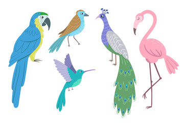 Set of beautiful birds on white background. Peacock, parrot ara, hummingbird, flamingo. Vector illustration.