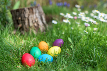 Easter hunt - colorful eggs in a grass