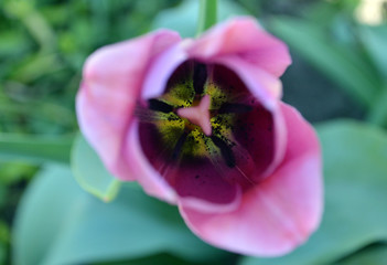 Pink tulip close up selected focus - 206457550