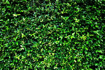 Green leaves texture and background.