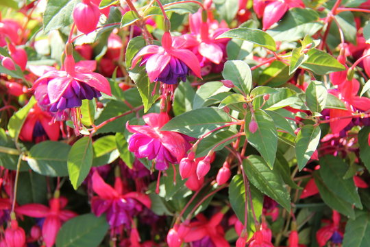 A Colourful Display of Flowering Hardy Fuchsia Plants.