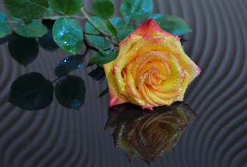 rose