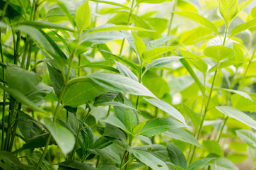 Fototapeta premium background and texture of vegetation intense green color. the Jerusalem artichoke plant brings bulbs appreciated in the kitchen, loved for their contrasts and mineral scent, yellow flower.