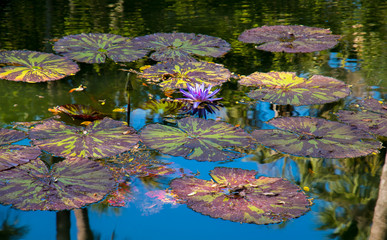 Beautiful water lily and mottled leaves on the surface of the lake. On the watery surface of the reflection of trees.