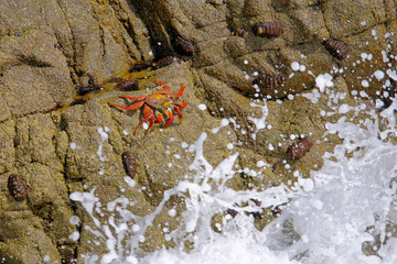 Beautiful Sally Lightfoot Crab, Grapsus grapsus, on rocks, Pacific Ocean Coast, Tocopilla, Chile, South America