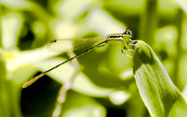 Damselflies are insects of the suborder Zygoptera in the order Odonata. They are similar to dragonflies