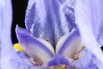 Fototapeta na wymiar Iris Flower Close up