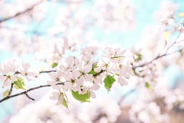 Blooming bird cherry tree