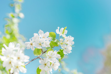 Blooming bird cherry tree