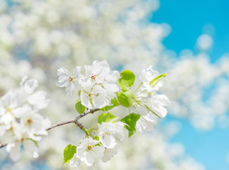 Blooming bird cherry tree