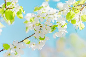 Fototapeta premium Blooming bird cherry tree