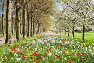 Fototapeta premium Flowers blossoming in park in a spring sunny day
