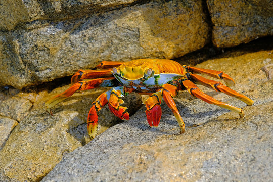 Beautiful Sally Lightfoot Crab, Grapsus grapsus, on rocks, Pacific Ocean Coast, Tocopilla, Chile, South America