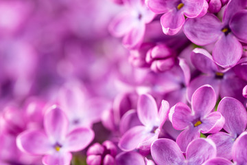 Fototapeta na wymiar Purple Lilac Background