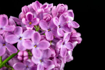 Purple Lilac Flowers Close up
