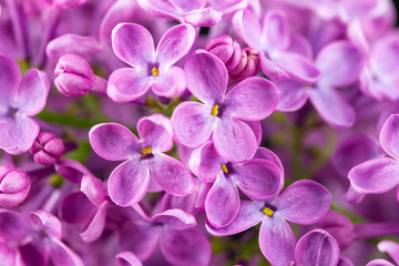 Naklejka na ściany i meble Lilac Flowers Background