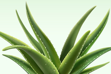 Obraz premium Aloe Vera plant