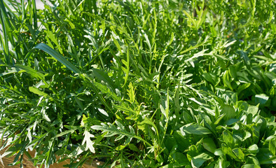 Arugula urban homestead orchard field