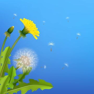 Dandelion bush flying seeds blue background. Stylized poster on theme of nature, flowers and plants. Vector illustration of relax image