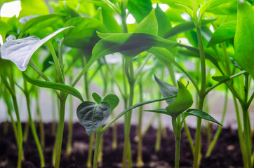 green sprouts on a black ground