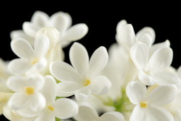 White Lilac Flowers Close up