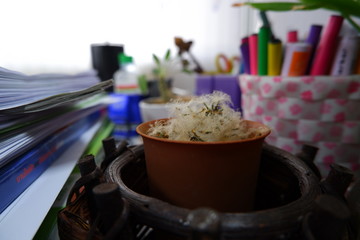 Small tree on the table