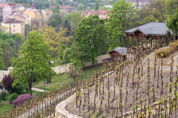 Wine slopes and view over the city in early spring