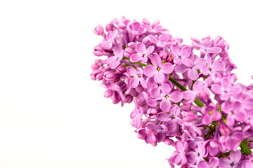 Purple Lilac Flowers on white Background