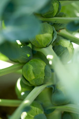 Brussels sprouts in a plant at orchard