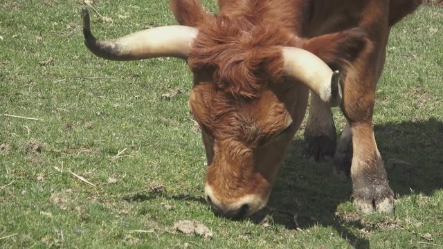 Brown bull eating grass.(Bos primigenius taurus)