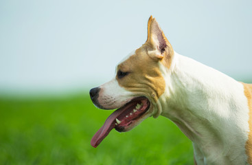 American Staffordshire Terrier