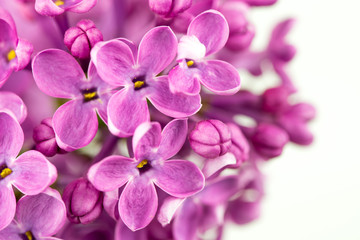 Fototapeta na wymiar Pink Lilac Close up