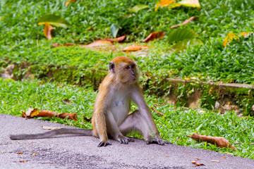 Monkeys, Penang, Malaysia