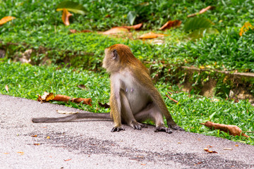 Monkeys, Penang, Malaysia