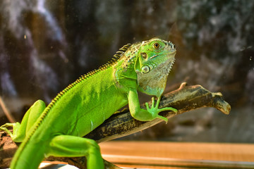 Iguana