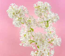 White Lilac Flowers on Pink Background